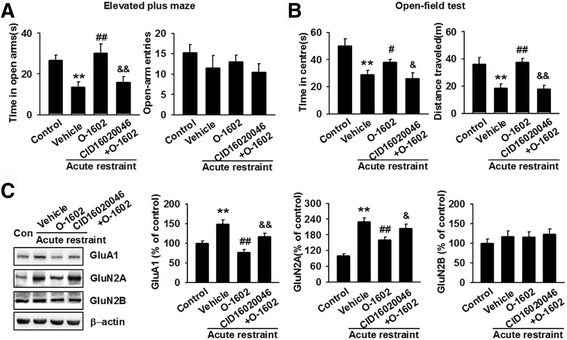 Intraperitoneal injection of O-1602 reverses acute restrain stress-induced anxiety-like behavior. a In the EPM, administration of O-1602 increased the time spent in the open arms compared to the vehicle group. O-1602 had no effect on the number of entries in the open arms. Treatment with CID16020046 and O-1602 decreased the time spent in the open arms and had no significant effect on the entries in the open arms compared to the O-1602 group. **p < 0.01 versus control group; ## p < 0.01 versus vehicle group; && p < 0.01 versus O-1602 group. b In the OFT, O-1602 treatment increased the time spent in the central area slightly and the total distance traveled significantly compared to the vehicle group. CID16020046 and O-1602 treatmentdecreased the total time spent in the central area and the total distance traveled as compared to the O-1602 group. *p < 0.05, **p < 0.01 versus control group; # p < 0.05, ## p < 0.01 versus vehicle group; & p < 0.05, && p < 0.01 versus O-1602 group. c Intraperitoneal injection of O-1602 reversed stress-induced expression of GluA1 and GluN2A, while GluN2B were unchanged. CID16020046 and O-1602 treatment abolished O-1602-mediated decrease in GluA1 and GluN2A expression. The expression of GluN2B were unchanged. **p < 0.01 versus control group; ## p < 0.01 versus vehicle group; & p < 0.05, && p < 0.01 versus O-1602 group. Each group contains 6–8 mice. Data are from three independent experiments