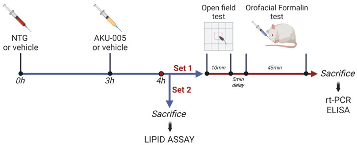 Experimental timeline for the treatment and testing procedures. After treatments, rats belonging to Set 1 underwent the open field test (10 min duration), and after 5 min of delay, they were subjected to the orofacial formalin test. At the end of behavioral testing, the animals were sacrificed and tissue/blood samples collected for gene (by rt-PCR) and protein expression (by ELISA). The animals belonging to Set 2 were immediately sacrificed after treatments, and tissue samples were collected for lipid assay (by means of mass spectrometry). Figure created with BioRender.com (https://www.biorender.com/ accessed on 7 March 2024).