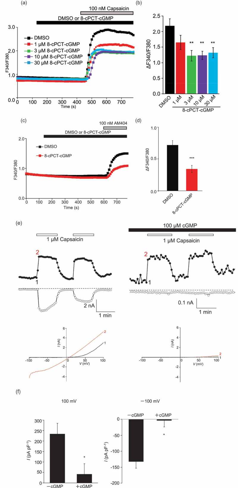 TRPV1 mediated calcium influx and current is inhibited by PKG phosphorylation.TRPV1 mediated calcium influx was assessed using ratiometric Fura-2 imaging, as described in the methods. (a) Cells expressing TRPV1 were exposed to the indicated concentrations of 8-bromoguanosine 3′,5′-cyclic monophosphate, with subsequent addition of vehicle (DMSO) or 100nM capsaicin. Traces on the graph show averaged TRPV1 mediated calcium entry observed as an increase in the Fura 2-AM dye ratio, treated with vehicle or between 1µM and 100µm 8-bromoguanosine 3′, 5′-cyclic monophosphate. Cells treated with between 3µM and 30µm 8-bromoguanosine 3′, 5′-cyclic monophosphate show reduced calcium influx with 100nM capsaicin treatment. (b) A graph indicating a significant reduction in the calcium influx was observed in cells treated with between 3µM and 30µm 8-bromoguanosine 3′, 5′-cyclic monophosphate. (c) Traces on the graph show averaged AM404 (N-arachidonoylaminophenol) induced, TRPV1 mediated calcium entry observed as an increase in the Fura2-AM dye ratio, treated with vehicle or 100µm 8-bromoguanosine 3′, 5′-cyclic monophosphate. Cells treated with 100µm 8-bromoguanosine 3′, 5′-cyclic monophosphate, show reduced calcium influx. (d) A graph indicating a significant reduction in 100nM AM404-induced calcium influx was observed in cells treated with 100µm 8-bromoguanosine 3′, 5′-cyclic monophosphate, versus vehicle (DMSO). (e) Time-course of Capsaicin-evoked currents at −100 and 100 mV in a TRPV1 transfected HEK293 cells. Without addition of intracellular cGMP (left panels) and with addition of 100 µM cGMP applied intracellularly (right panels), indicating a large reduction in the amount capsaicin induced current. Panels below show the concurrent current-voltage relation of Capsaicin (1μM)-evoked whole-cell currents in TRPV1 transfected HEK cells, again showing a reduction in capsaicin induced current with internal 100 µM cGMP treatment. (f) Mean + S.E.M. data demonstrating the effects of 100µM internal cGMP on current densities at −100 and 100 mV in TRPV1 transfected HEK293 cells.
