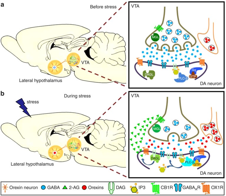 A schematic illustration of how stress-released orexins induce an endocannabinoid-mediated relapse for cocaine-seeking.This scheme was illustrated by using the Biology Bundle of Motifolio PPT Drawing Toolkits (Motifolio Inc, MD) to describe what may occur in the LH and the VTA (a) before stress and (b) during stress. Right boxes are enlarged portions of synaptic events occurring in a GABAergic synapse onto a dopaminergic neuron in the VTA. During stress, LH orexin neurons are activated and release orexins. The released orexins then activate postsynaptic OX1 receptors on dopaminergic neurons in the VTA. Activation of the OX1 receptor, a Gq-protein coupled receptor, leads to PLC activation, generating DAG that is converted into 2-AG, an endocannabinoid, by DAGL. 2-AG travels retrogradely across the synapse to inhibit GABA release by activating presynaptic CB1 receptors on the GABAergic terminal. Inhibition of GABAergic synaptic neurotransmission onto dopaminergic neurons in the VTA results in activation of the mesolimbic dopaminergic circuitry, leading to a reinstatement of extinguished cocaine CPP, modelling cocaine relapse in humans. Finally, 2-AG is degraded by MAGL, which is located in GABAergic terminals. Thus, the MAGL inhibitor potentiates and prolongs orexin A-induced IPSC depression.
