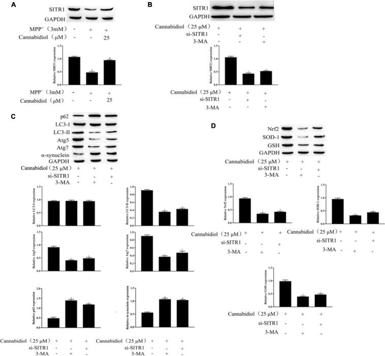 Blockade of autophagy and knockdown of SIRT1 attenuated the alleviation effect of Cannabidiol on the dysfunction of mitochondrial induced by MPP+. (A,B) The expression of SIRT1 in Cannabidiol treatment SH-SY5Y cells were measured by western blotting; (C,D) The expression of autophagy-related proteins and antioxidant proteins in SH-SY5Y cells were measured by western blotting; *p < 0.05, compared with control group, #p < 0.05 compared with MPP+ alone, △p < 0.05 compared with Cannabidiol alone.