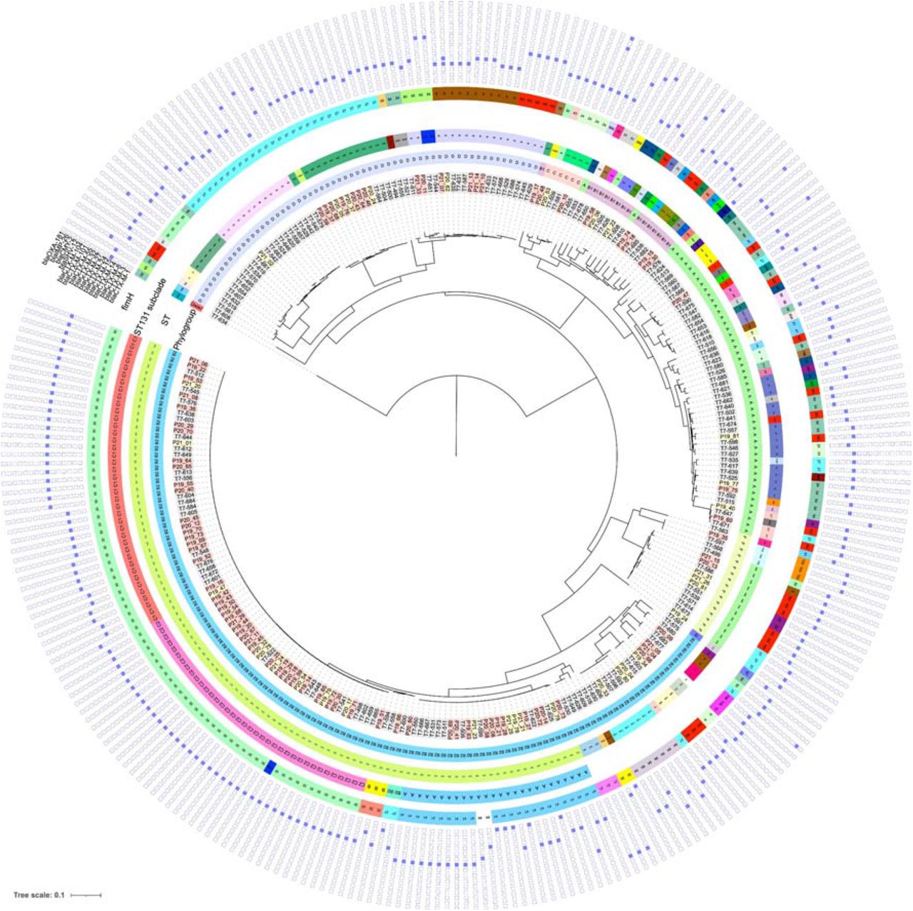 Maximum-likelihood phylogenetic tree based on core genome alignment of the genomes of ESBL-E. coli carriage isolates from Tromsø7 (labeled grey, n=166) and clinical isolates from NORM 2014 (blood isolates labeled with red and urine isolates with yellow, n=118). The innermost ring illustrates phylogroups, followed by a ring with sequence types (STs), a ring with ST131 subclades, and a ring with fimH types (ND, not detected). The heatmap shows presence (blue color) or absence (white) of ESBL gene variants.