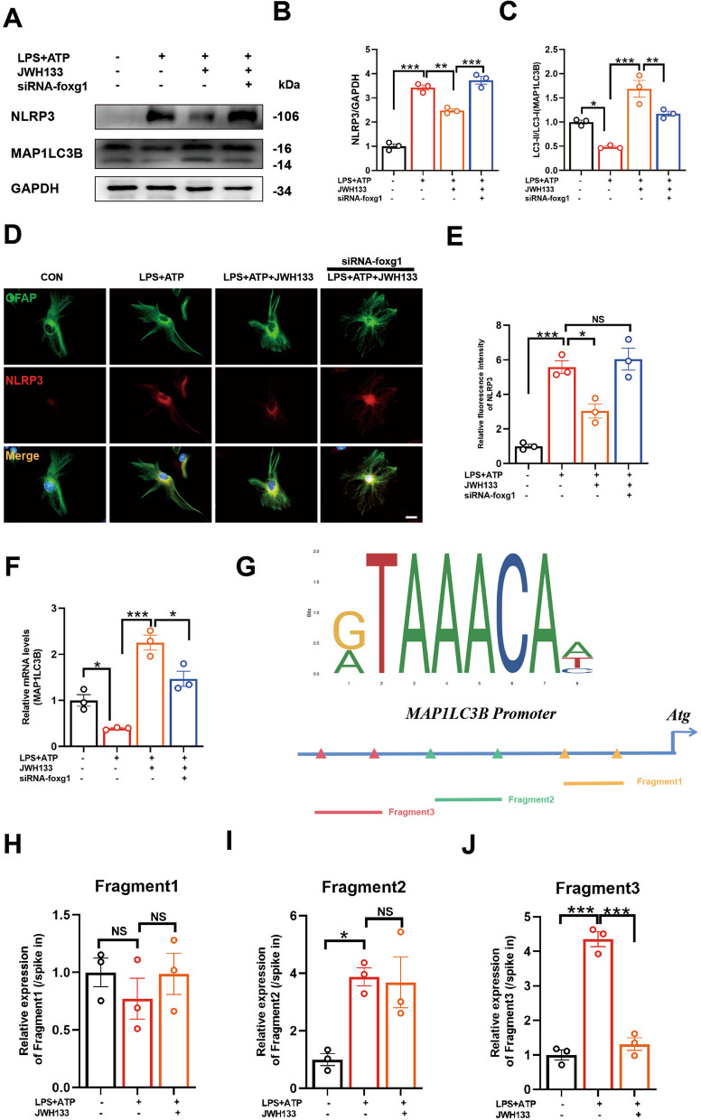 Foxg1 is a crucial regulatory molecule for CB2R-mediated autophagy promotion. A Protein detection of NLRP3 and MAP1LC3B in primary astrocytes. Statistical data for the proteins are presented in B, C, respectively (for 3 independent experiments). D Immunofluorescence staining of primary astrocytes showing GFAP (green fluorescence) marking astrocytes and NLRP3 protein (red fluorescence) detection. Fluorescence intensity data for NLRP3 are shown in E (for 3 independent experiments). F Expression levels of MAP1LC3B mRNA detected using Q-PCR (For 3 independent experiments). G Potential binding sites of foxg1 on the promoter region of MAP1LC3B. Three putative binding sites of foxg1 on the promoter region of MAP1LC3B were identified using cut&run assay (H–J, for 3 independent experiments). NS means not significant, *P < 0.05, **P < 0.01, ***P < 0.001 compared with the corresponding group, as determined by the one-way ANOVA