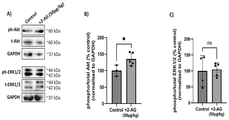 Effect of repeated 2-AG treatment on CB1R downstream signaling. (A) Western blot analysis of phosphorylated (phospho-) or total isoforms of Akt and ERK1/2 kinases. (B,C) Quantitative data showing the effect of 2-AG (50 μg/kg, i.p., 4 d) on Akt and ERK1/2 phosphorylation. Data are expressed as the mean ± SD (n = 3–5); ns p > 0.05, * p < 0.05 compared to the controls (ns = no significance). Phospho- or total Akt isoforms were observed in one single band of ~60 kDa, whereas phospho- or total isoforms of ERK1/2 kinases were observed as two distinct bands of ~42 and ~44 kDa.