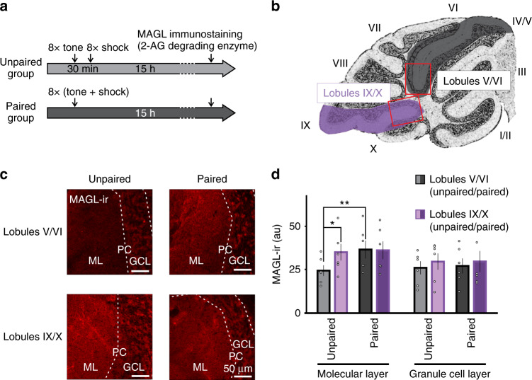 Fear conditioning increases the expression of monoacylglycerol lipase (MAGL), a 2-AG degrading enzyme, in lobules V/VI of the cerebellar vermis.a Experimental protocol. b Schematic illustration of a sagittal section of the cerebellar vermis and regions where images were taken (red boxes). c Representative immunofluorescence images of MAGL immunostaining in lobules V/VI and lobules IX/X of the cerebellum from unpaired and fear conditioned mice. d Group data showing a higher level of MAGL immunoreactivity (MAGL-ir) in the molecular layer of lobules V/VI compared to lobules IX/X in unpaired control animals (n = 6 animals; ≥2 slices/animal). After fear conditioning (n = 6 animals), MAGL expression is increased in lobules V/VI compared to unpaired controls. MAGL-ir levels in the granule cell layer of lobules V/VI is similar to lobules IX/X and is not affected by fear conditioning. Group comparisons were performed with a two-way RM ANOVA (P = 0.021) followed by Tukey’s post hoc test (*, P = 0.008; **, P = 0.003). Data are presented as mean values ± SEM. Statistical analysis and P and F values can be found in Supplementary Table 4 and original data in the Source Data file.