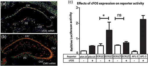The C‐allele of ECR1 interacts more strongly with the c‐fos protein than does the T‐allele. In situ hybridization (Allen brain atlas) of a coronal section of mouse midbrain comparing localization of (a) c‐FOS and (b) CNR1 messenger RNA (mRNA) within different regions of the hippocampus (CA1, CA2, CA3, and dentate gyrus [DG]). (c) Results of a cotransfection study in SH‐SY5Y cells where different reporter constructs (pCNR1prom‐Luc (CNR1prom), pECR1(C)‐luc (ECR1(C)) or pECR1(T)‐luc (ECR1(T)), pAP1‐3 (AP1‐3)), cotransfected with either the empty expression vector (pcDNA3.1) or an expression vector expressing the c‐FOS protein. AP1‐3; pAP1‐3‐positive control plasmids responsive to AP‐1 expression. All transfections were normalized against renilla luciferase (pGL4.74) and possible trans effects were negated by normalizing against cells transfected with empty vector (n = 3, error bars = SDM, ns, not significant, *p < .05). SDM, standard deviation of the mean
