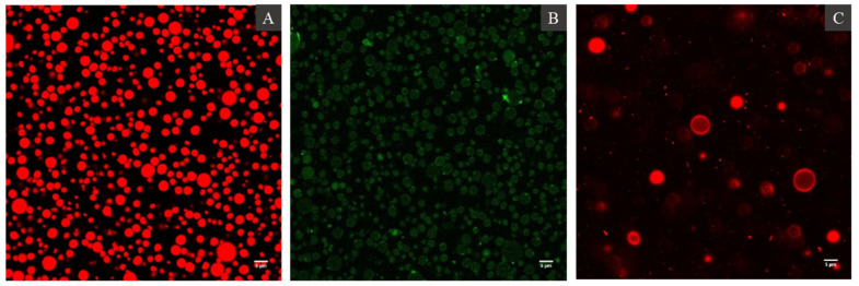 Confocal Laser Scanning Microcopy images of hemp seed oil bodies showing neutral lipids stained by Nile Red (A), proteins stained by Fast Green-FCF (B) dyes, and the interfacial distribution of phospholipids stained by Lissamine™ rhodamine B dye (C).