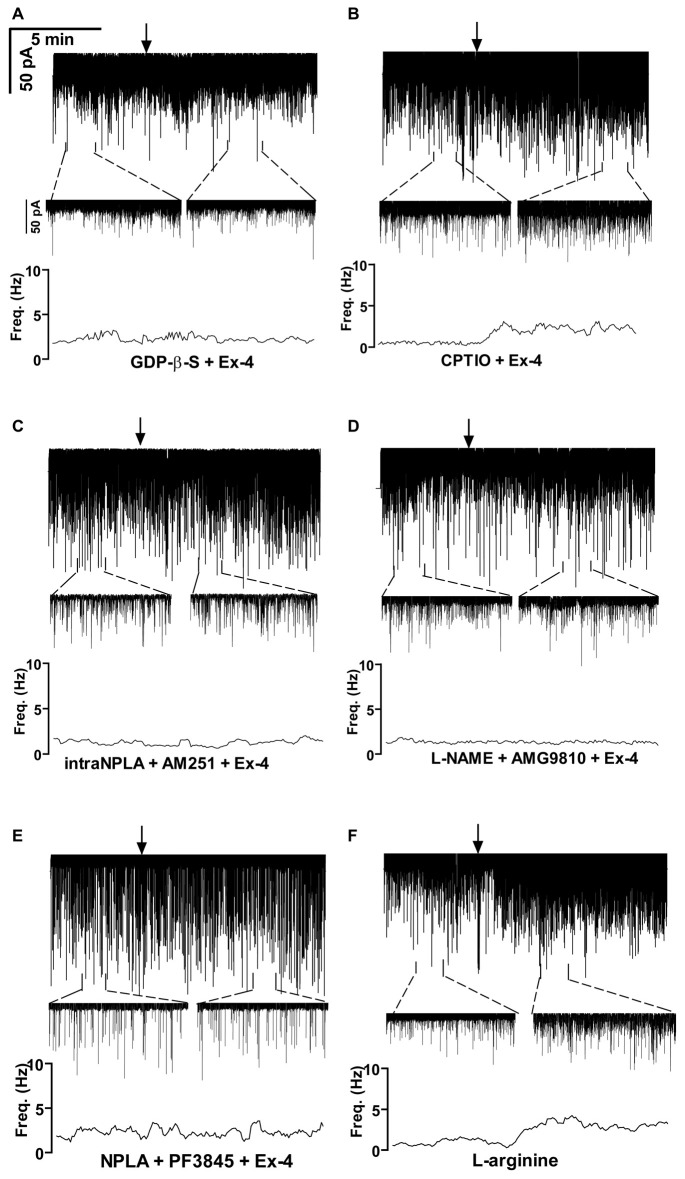Exendin-4 acts directly on GnRH neurons by activating a retrograde NO- and an anandamide-transient receptor potential vanilloid 1 (TRPV1) signaling mechanism. (A) Exendin-4 was unable to modify frequency of mPSCs when G-proteins were intracellularly blocked by GDP-β-S in the recorded GnRH neuron. (B) Partial inhibition was observed when the NO-scavenger 2-(4-carboxyphenyl)-4,4,5,5-tetramethylimidazoline-1-oxyl-3-oxide (CPTIO) was applied intracellularly in the GnRH neuron. (C) Full inhibition was achieved when neuronal NO synthase (nNOS) was inhibited by the intracellularly applied N5-[Imino(propylamino)methyl]-L-ornithine hydrochloride (NPLA) and the endocannabinoid pathway was blocked by AM251. (D) Simultaneous blocking of NOS by L-NAME and intracellular inhibition of the TRPV1 receptor by 2E-N-(2,3-Dihydro-1,4-benzodioxin-6-yl)-3-[4-(1,1-dimethylethyl)phenyl]-2-Propenamide (AMG9810) in the GnRH neuron abolished the effect of Exendin-4. (E) Inhibition of both nNOS by NPLA and anandamide degradation by PF3845 resulted in full elimination of action of Exendin-4. (F) The NO-donor L-arginine elevated frequency of the mPSCs. Arrows show the onset of Exendin-4 or L-arginine administration.