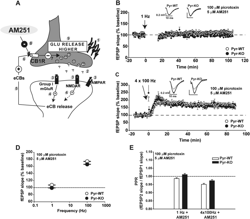 Blockade of CB1R in Pyr-WT phenocopies LTP and LTD alterations in Pyr-KO. a Cartoon illustrating synthesis and retrograde release of eCBs following a plasticity-inducing stimulus. Synaptic stimulation [1] triggers release of glutamate [2] which binds to postsynaptic AMPAR, NMDAR and Group I mGluRs [3]. Signaling downstream of NMDAR and Group I mGluRs elicits endogenous cannabinoid synthesis (eCBs) and release [4, 5], and binding to presynaptic CB1 receptor (CB1R) [6]. CB1R activation decreases neurotransmitter release [7]. Application of AM251 (a CB1R inverse agonist) depresses CB1R activation [8] and generates higher than normal glutamate release [9]. b LTD (1 Hz) of CA3-CA1 synapses is abolished in Pyr-WT with addition of 5 µM AM251 (107.4 ± 0.57 % baseline; n = 10 slices/4 mice); 1 Hz stimulation in Pyr-KO in the presence of AM251 resulted in the post-induction fEPSP slope of 99.2 ± 0.63 % baseline (n = 8 slices/4 mice). c LTP in Pyr-WT in the presence of 5 µM AM251 (174.1 ± 1.2 %; n = 13 slices/5 mice) increases relative to LTP in control conditions (146.19 ± 1.3 % from Fig. 2a, p < 0.001, 2-Way RM Anova), and even slightly surpasses the LTP measured in Pyr-KO in the presence of 5 µM AM251 (165.8 ± 1.5%; n = 8 slices/3 mice; p < 0.001, 2-Way RM Anova). d Summary of LTP and LTD vs. frequency of induction in Pyr-WT vs. Pyr-KO in presence of 5 µM AM251. Absence of LTD is now evident in both Pyr-KO and Pyr-WT. e PPR in AM251. Differences in PPR in Pyr-WT vs. Pyr-KO after induction of LTD and LTP seen in control conditions (Fig. 2e) are abolished in the presence of AM251.PPR after 1 Hz: Pyr-WT 0.99 ± 0.01 (n = 10 slices/ 4 mice) vs. Pyr-KO, 1.01 ± 0.01 (n = 8 slices/ 4 mice); p = 0.02. PPR after 4 × 100 Hz: Pyr-WT: 0.95 ± 0.01 (n = 13 slices, 5 mice) vs. Pyr-KO: 0.97 ± 0.01 (n = 8 slices, 3 mice); p = 0.015. Test: 2-Way RM Anova. Means are averages from 20 to 90 min post-induction. Insets: fEPSP trace examples from Pyr-WT and Pyr-KO slices before (gray line) or after induction (black line) of LTD (b) or LTP (c); each trace is average of 30 individual traces taken at baseline or at 75–90 min post-induction.