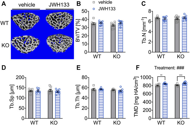 Prolonged treatment with JWH133 increased tissue mineral density in the vertebrae of aged mice. (A) Representative image of the vertebral trabecular bone compartment (L5) analyzed by μCT of p62 KO and WT mice treated with vehicle or JWH133. (B) Bone volume per tissue volume (BV/TV) was similar between WT and p62 KO mice showed no effect of treatment. (C) Trabecular number (Tb.N) was comparable between genotypes showed no effect of treatment. (D) Trabecular spacing (Tb.Sp) showed no difference between genotype or treatment. (E) Trabecular thickness (Tb.Th) was not different. (F) Tissue mineral density (TMD) was significantly influenced by the treatment with JWH133 and affected p62 KO and WT mice. Data were analyzed by using ordinary two-way ANOVA and Bonferroni adjusted p values, *p < 0.05, **p < 0.01, ***p < 0.001. All error bars show mean ± SEM. Squares and circles represent individual data points. WT vehicle N = 7, KO vehicle N = 9, WT JWH133N = 8, KO JWH133 N = 8.
