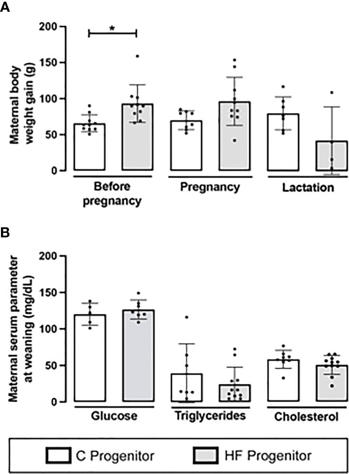 Effect of high-fat (HF) diet on the body weight and serum metabolites of rat female progenitors. (A) Maternal body weight gain for 8 weeks prior conception, and during pregnancy and lactation; and (B) Serum glucose, triglycerides, and cholesterol levels of control (C) and HF dams at weaning. Data are presented as mean ± standard deviation and statistically significant differences were determined by unpaired Student’s t test. *p < 0.05.