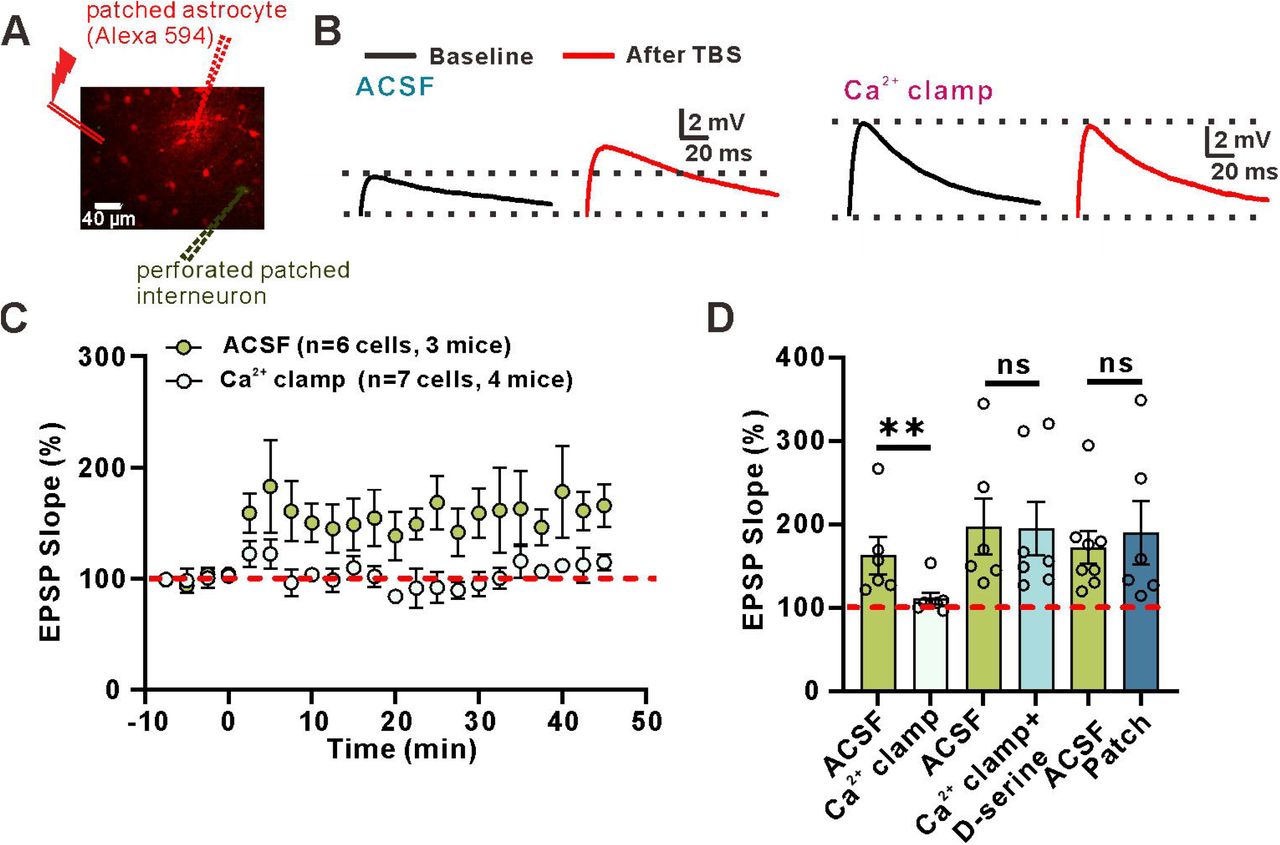 Stratum oriens interneurons show inwardly rectifying AMPARs and a negligible NMDAR-mediated component.(A) Current-voltage (I-V) relation of AMPAR-mediated EPSCs in stratum oriens interneurons. Inset: averaged EPSC traces at -90, -60, -30, 0 and 60 mV, showing the times at which the two components were measured.(B) The AMPA rectification index (EPSC amplitude at 60 mV / EPSC amplitude at - 60 mV) in six interneurons from the stratum oriens indicates inwardly rectifying AMPARs (AMPA retification index: 0.2406±0.05594).(C) I-V relation for the NMDAR-mediated EPSCs in stratum oriens interneurons.(D) NMDA/AMPA ratio (NMDAR-mediated EPSC amplitude at 60 mV / AMPAR-mediated EPSC amplitude at -60 mV) in six cells from the stratum oriens (NMDA/AMPA ratio: 0.1132±0.05370).