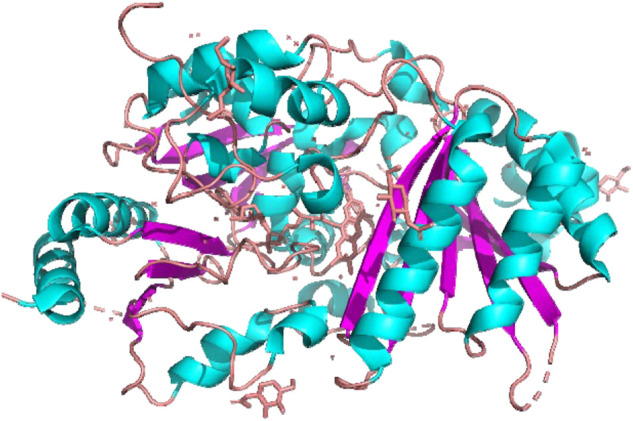 Structure of THCA synthase by X-ray crystallography.