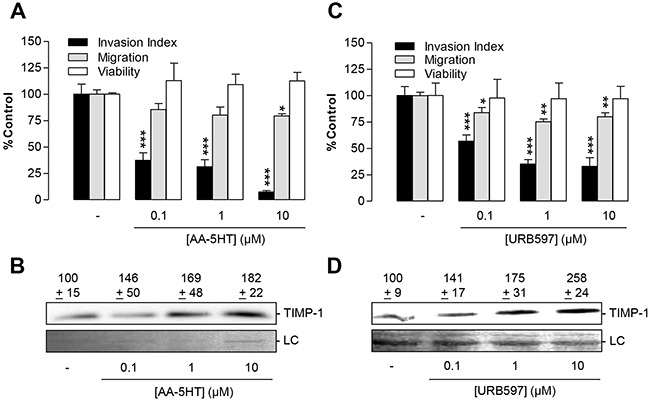 Impact of the FAAH inhibitors AA-5HT and URB597 on tumor cell invasion and TIMP-1 expression of A549 cellsA, C. Concentration-dependency of FAAH inhibitors' anti-invasive action (black bars) and its impact on cell viability (open bars) and migration through uncoated Boyden chambers (grey bars). B, D. Concentration-dependent effect of FAAH inhibitors on TIMP-1 protein levels. A549 cells were incubated with vehicle, AA-5HT or URB597 for 72 h before measurement of invasion or migration using Boyden chamber assays (A, C), WST-1 test (A, C) or Western blot analyses of TIMP-1 from cell culture media (B, D). Protein staining of cell culture media is shown as loading control (LC). All values are expressed as percent control in comparison with vehicle-treated cells (100%) in the absence of test substance. Data are means ± SEM of n = 5 (A, invasion) or n = 4 (A,C migration and viability; B, blots), n = 11-12 (C, invasion) or n = 7 (D, blots) experiments. *P < 0.05, **P < 0.01, ***P < 0.001 vs. vehicle; one-way ANOVA plus post hoc Dunnett test.