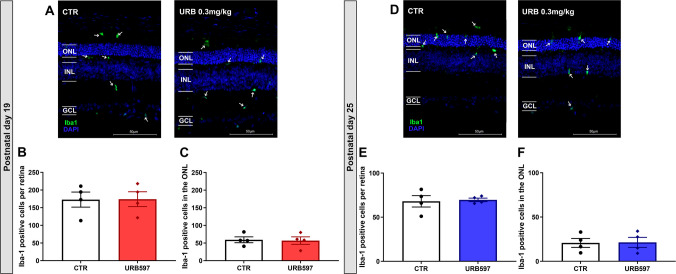 Microglial distribution in histological retinal sections after subchronic treatment with URB597 at P19 and P25 animals. Microglia cells were detected with Iba-1 (green) and are present in all layers of the retina (white arrows). A-C Upon analyzing microglia distribution in rd10 mice treated with URB597 compared to control groups, data on either the overall number of microglia or the number of microglia in the ONL remained equal to controls. D-F Similar results were observed at P25, with the number of microglia in all retinal layers and microglia in the ONL on the same levels as controls. ONL: Outer nuclear layer; INL: Inner nuclear layer, GCL: ganglion cell layer. Calibration bar = 50 μm. Results represent the mean ± SEM of four independent experiments