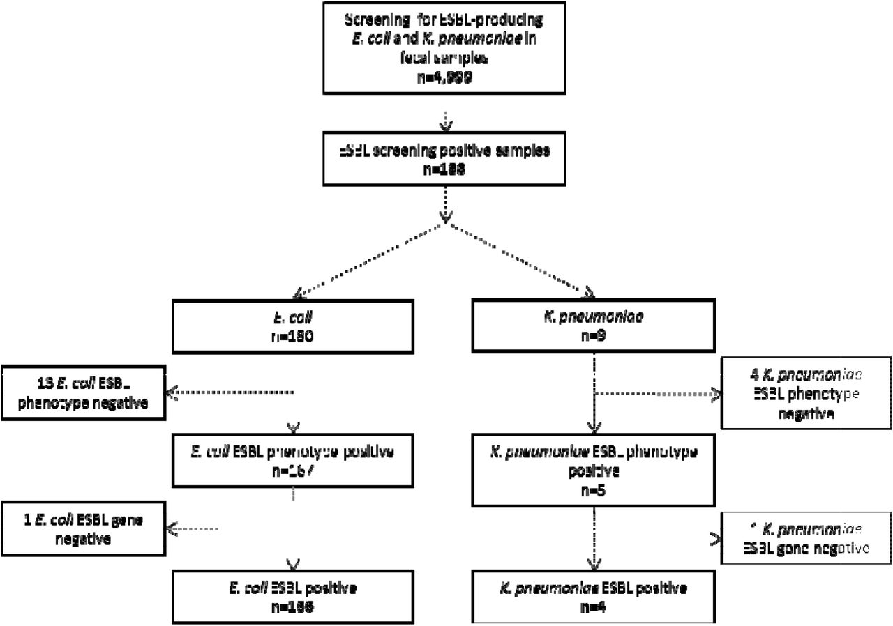 Flowchart and results of fecal sample screening for gastrointestinal carriage of ESBL-producing E. coli and K. pneumoniae in 4,999 participants in Tromsø7, 2015-2016.
