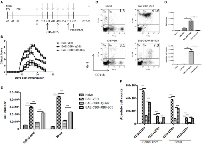 Myeloid-derived suppressor cell (MDSC) depletion negates the ameliorative effect of cannabidiol (CBD) on experimental autoimmune encephalomyelitis (EAE). (A) Time line schematic of studies. CBD was administered at time points with gray arrows and RB6-8C5 (anti-Gr-1) antibody was given every other day 3 h after CBD via i.p. injection. (B) Clinical scores (n = 5 mice per group); data were presented as mean ± SEM and analyzed for significance using Mann–Whitney U test. Comparisons were considered significant at p ≤ 0.05, denoted as *. Data were assessed at peak of disease unless otherwise stated and are representative of at least two independent experiments; in each experiment, disease incidence was 100% for each group. (C) On day 10, efficacy of RB6-8C5 was tested on cells recovered from peritoneal cavity. IgG2b isotype Ab was used as control. Cells were stained with CD11b and Gr1 Abs to detect MDSCs and analyzed by flow cytometry. Representative histograms shown. (D) Total number of cells in IP lavage and absolute cell counts for MDSC (CD11b+Gr1+) enumerated in top and bottom panels, respectively. (E) Total cell count of mononuclear infiltrating cells in central nervous system (CNS). (F) Mononuclear cells from the CNS were stained for CD3+CD4+ and CD3+CD8+ T cells for each group and absolute cell counts of these T cell subsets were enumerated. Vertical bars in this figure represent data collected from three to five mice per group expressed as mean ± SEM. ANOVA, ***p < 0.0001, and **p < 0.001 with Tukey’s post hoc test.