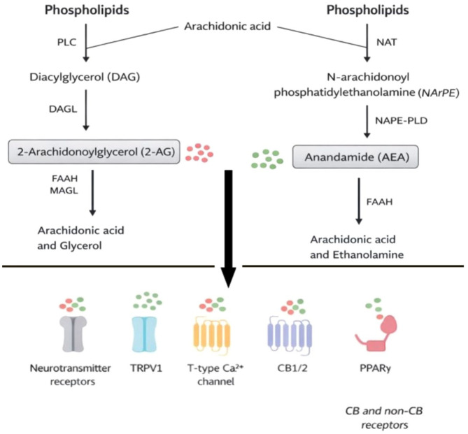Pathway of arachidonic acid derivatives to receptors and channels; includes AEA and 2-AG receptors.
