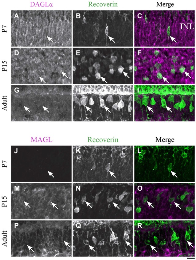 DAGLα and MAGL immunoreactivity in type 2 and 8 cone bipolar cells. (A–R) confocal micrographs of P7, P15 and adult rat retinas co-immunolabeled for DAGLα (A–I) or MAGL (J–R) and the cell-type marker for type 2 and 8 cone bipolar cells, recoverin. DAGLα is not expressed in the cell bodies (arrows) of type 2 or 8 cone bipolar cells. MAGL is not detectable in type 2 or 8 cone bipolar cells. INL, inner nuclear layer. Scale bar = 10 µm.