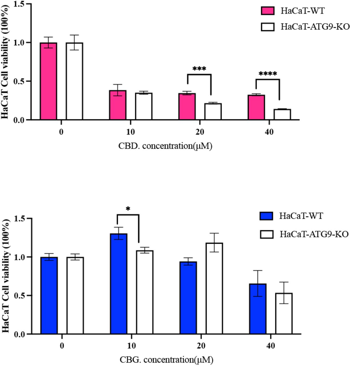 CBD and CBG modulate HaCaT cell survival in an autophagy-dependent manner.HaCaT-WT and HaCaT-ATG9-KO cells were treated with CBD or CBG at 10, 20, or 40 μM. Cell viability was assessed to determine the contribution of autophagy to cell survival. Data are normalized to respective DMSO controls and represent mean ± SD of biological triplicates. Two-tailed t-test was applied. P values are indicated as follows: n.s. = P > 0.05; *P ≤ 0.05; **P ≤ 0.01; ***P ≤ 0.001; ****P ≤ 0.0001.