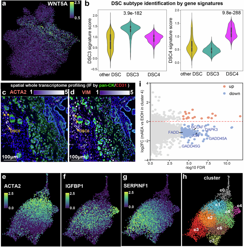 Characterization of DSC4 in in vitro model.(a) UMAP showing specific WNT5A expression in DSC4. (b) Identification of DSC3/DSC4 subtypes from subclusters within the spatial DSC compartment, validated by snRNA-seq signature scoring. Center line=median, box=IQR (25th-75th percentile), minima/maxima=observed minimum and maximum values; P values, two-tailed Wilcoxon rank-sum test with Benjamini-Hochberg correction. (c-d) Spatial localization of ACTA2+/VIM+ undecidualized DSC0 (yellow arrows) overlaid with immunostaining for pan-CK (green) and CD31 (red) in one representative 2nd trimester sample (002-GW22.3, n = 16). (e-h) UMAPs of scRNA-seq from in vitro decidualized cells confirming the expected DSC subtypes, marked by ACTA2 (e, clusters c0, c1 & c5), IGFBP1 (f, clusters c2–c4), and SERPINF1 (g, clusters c2 & c3). Clusters c2–c3 resembled DSC3, while cluster c4 resembled DSC4 from primary decidua. (i) Differential gene expression showing down-regulation of apoptotic genes in DSC4 upon mAEA exposure. Source data