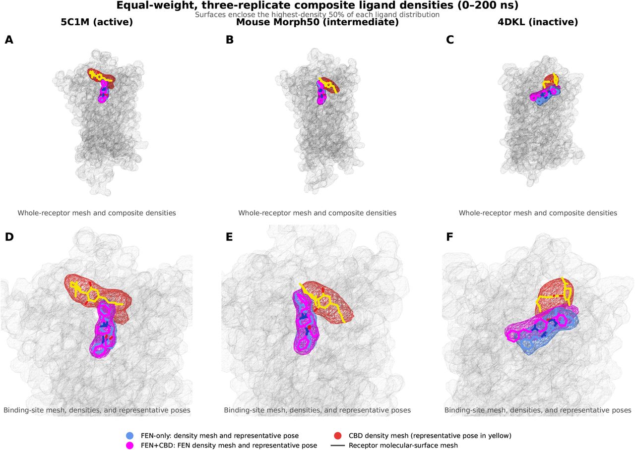 Three-replicate composite ligand-density distributions.Equal-weight replicate-composite ligand densities over the matched 0-200 ns window for 5C1M active MOR1 (A, D), mouse Morph50 intermediate (B, E), and 4DKL inactive MOR1 (C, F), shown in whole-receptor context (A-C) and as binding-site close-ups (D-F). Cornflower blue denotes the FEN distribution in FEN-only trajectories, magenta denotes the FEN distribution in FEN+CBD trajectories, and red denotes the CBD distribution in FEN+CBD trajectories. Each replicate map was normalized by its own ligand heavy-atom observations before the three maps were combined by arithmetic mean. Maps use a 1 A grid and Gaussian smoothing with sigma = 1 voxel. Each surface independently encloses the highest-density 50% of its distribution. The black/gray wireframe is the aligned model-specific replicate-1 FEN-only receptor at 0 ns. Cornflower-blue and magenta sticks show representative FEN poses, and yellow sticks show the representative CBD pose. For each density map, we selected the sampled ligand pose that best matched the regions most consistently occupied across the three equally weighted replicates. The displayed pose is provided only as a visual reference for interpreting the density envelope. Receptor views use an extracellular-up orientation, with the amino-terminal end at the top and the carboxyl-terminal end at the bottom.