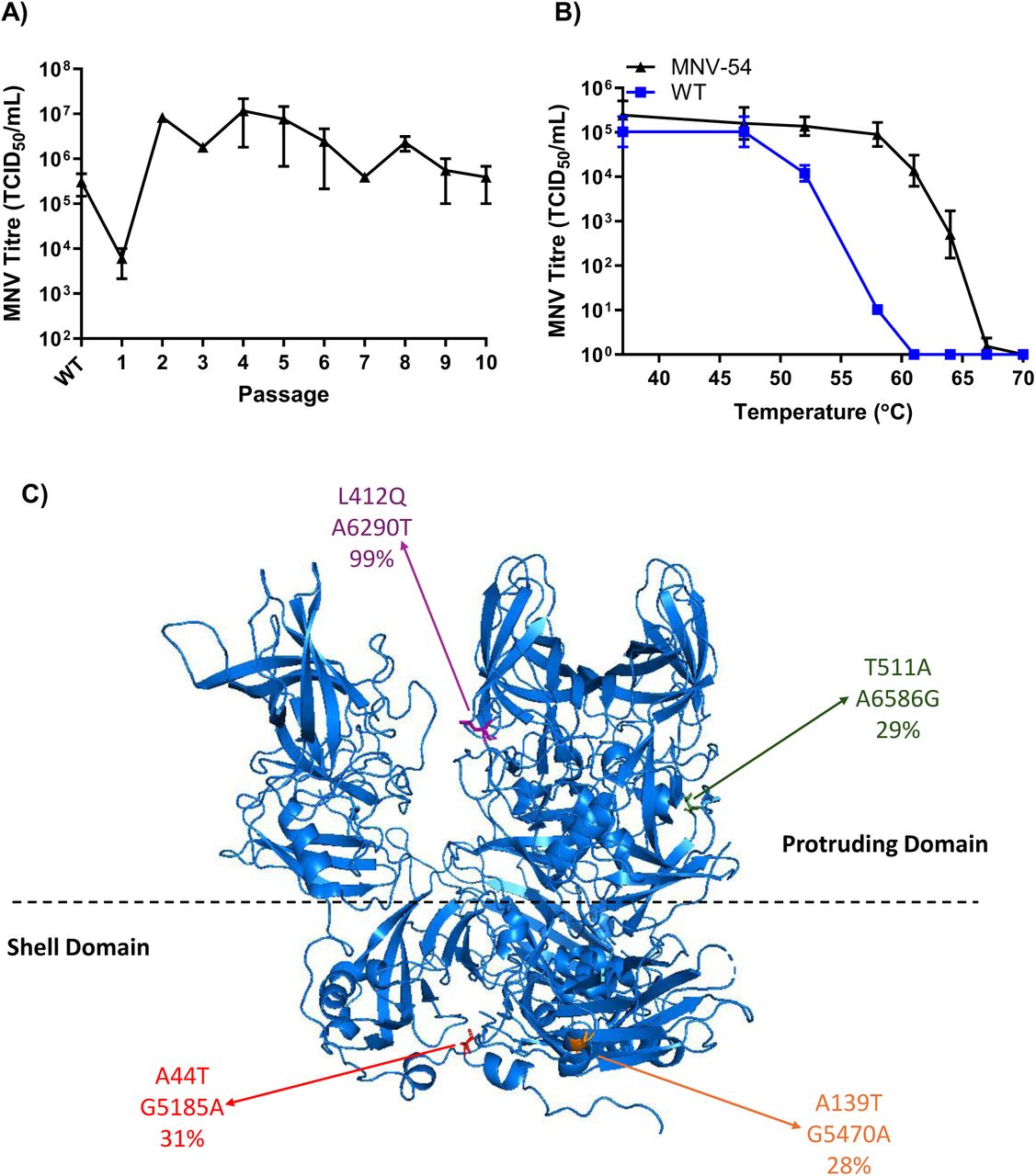 Sequential exposure of MNV-1 to 54°C selects a thermostable viral population.(A) WT MNV-1.CW1 was heated to 54°C for 30 minutes, before passaging through RAW 264.7 cells at 37°C. After 48 hours, the virus in the supernatant was heated to 54°C for 30 minutes and passaged again. This was repeated up to passage 10, and the virus titre at each passage was calculated by TCID50 assay. The passage 10 virus population from this experiment was termed MNV-54. (B) Both MNV-54 and WT MNV-1.CW1 were heated to the indicated temperatures for 30 minutes, before the viruses were titrated on RAW 264.7 cells at 37°C to. Data show mean TCID50/mL (n = 3 ± SEM). (C) The 4 VP1 amino acid substitutions identified in MNV54 are highlighted on our previously generated cryo-EM structure of MNV-1 - EMD-10103 (14). A44T (red) and A139T (orange) are located in the shell (S) domain, whilst L412Q (purple) and T511A (green) are located in the protruding (P) domain. The amino acid substitution, nucleotide substitution and NGS frequency percentage are displayed.