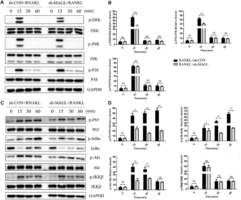 Knockdown of MAGL suppresses RANKL-induced NF-κB and MAPK activation. BMMs were infected with an adenovirus carrying MAGL-specific shRNA or a control adenovirus for 2 days and then cultured with α-MEM in the absence of FBS for 12 h. The BMMs were stimulated with or without RANKL (75 ng/mL) for the indicated times. (A,B) Total cell lysates were analyzed for levels of p38, JNK, and ERK by Western blot analysis (left). (C,D) Total cell lysates were analyzed for levels of p65, IKKα/β, Akt, and IκBα by Western blot analysis (left). Right panel, densitometric analysis results from three independent experiments (right). Data are presented as means ± SD of three independent experiments. *P < 0.05 and **P < 0.01 vs. the vehicle. ns, not significant.