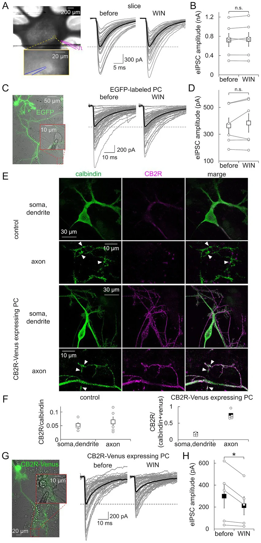 Panel A contains a grayscale microscopic image of brain tissue with an inset showing a magnified area, accompanied by electrophysiological trace overlays before and after WIN application. Panel B is a scatter plot comparing eIPSC amplitude before and after WIN, labeled n.s. for not significant. Panel C includes an image of a neuron expressing EGFP with an inset highlighting the cell body, and electrophysiological traces as in panel A. Panel D provides a scatter plot of eIPSC amplitude before and after WIN, also n.s. for not significant. Panel E contains fluorescence microscopy images showing calbindin (green) and CB2R (magenta) expression in Purkinje cells, in soma/dendrite and axon regions, with merged overlays for control and CB2R-Venus expressing cells. Panel F presents scatter plots quantifying CB2R/calbindin ratios in different cellular compartments for control and CB2R-Venus expressing cells. Panel G displays a single Purkinje cell expressing CB2R-Venus, with an inset of the cell body, and corresponding electrophysiological traces before and after WIN. Panel H is a scatter plot showing significantly reduced eIPSC amplitude after WIN application, marked with an asterisk for significance.