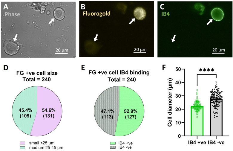 Acute dissociation of dural TG neurons labeled with Fluorogold and Isolectin B4.A: Phase contrast image of two acutely isolated TG neurons (arrows). B: Neuron at top right exhibits intracellular punctate fluorogold-positive fluorescence. C: Neuron at top right also exhibits IB4-positive membrane fluorescence. D: Distribution of fluorogold-positive (FG+ve) cell sizes. 62 mice. E: Ratio of FG+ve neuron is also positive for IB4 binding, which predominantly labels non-peptidergic nociceptors. A slight majority of FG+ve neurons were IB4 +ve (52.9%). F: Size comparison of IB4+ve and IB4-ve cells. **** P < 0.0001, (unpaired t-test t (238) = 8.907).