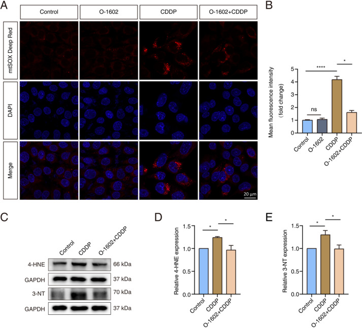 O-1602 alleviated oxidative stress caused by CDDP in HEI-OC1 cells. (A, B) Representative staining images showing mtSOX Deep Red (red) fluorescence in each experimental group of HEI-OC1 cells. (C-E) Western blot analysis of 4-HNE and 3-NT expression levels. 4-HNE: 4-Hydroxynonenal; 3-NT: 3-Nitrotyrosine.