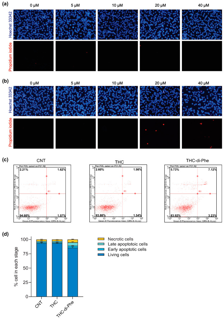 Assessment of apoptosis and necrosis in C6 glioblastoma cells after treatment with THC and THC-di-Phe. (a,b) The cells are treated with CNT (0.5% dimethyl sulfoxide, DMSO), THC (a), and THC-di-Phe (b) at 5, 10, 20, and 40 µM concentrations, followed by the Hoechst 33342/PI double staining assay. (c,d) Annexin-V/PI analysis by flow cytometry in C6 cells. The cells are treated with CNT (0.5% DMSO), 20 µM THC, and 20 µM THC-di-Phe, followed by cellular necrosis and apoptosis assessments by flow cytometry. (c) Representative dot plots of Annexin V/PI staining flow cytometry data for the CNT, THC, and THC-di-Phe. (d) Percentage of cells in the stages of necrosis, early apoptosis, and late apoptosis. Data are presented as means ± S.D. (n = 3).