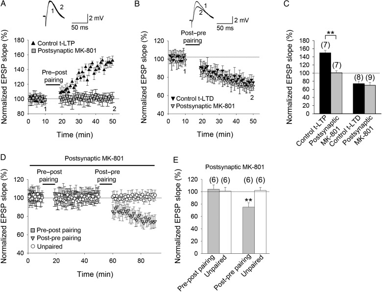 t-LTP but not t-LTD requires postsynaptic ionotropic NMDA receptors. (A) Postsynaptic MK-801 completely blocked induction of t-LTP. EPSP slope monitored in MK-801-treated (gray symbols) and nontreated cells (black symbols). Inset, Traces show EPSP before (1) and 30 min after (2) pairing. (B) Inclusion of MK-801 in the postsynaptic pipette did not block t-LTD. Symbols and traces as in (A). (C) Summary of results. (D) EPSP slope monitored over time in MK-801-treated neurons in a test pathway (gray symbols) and an unpaired control pathway (open symbols). After 10 min of baseline recording with 1 mM MK801 in the postsynaptic recording pipette, a pre-before-post pairing protocol in the test pathway failed to induce t-LTP and the unpaired pathway remained unchanged. Thirty minutes after the pre-before-post pairing protocol, a post-before-pre pairing protocol was applied to the same pathway. Input-specific t-LTD was induced. (E) Summary of results. Error bars are SEM. **P < 0.01, unpaired Student's t-test. The numbers of slices are shown in parentheses.