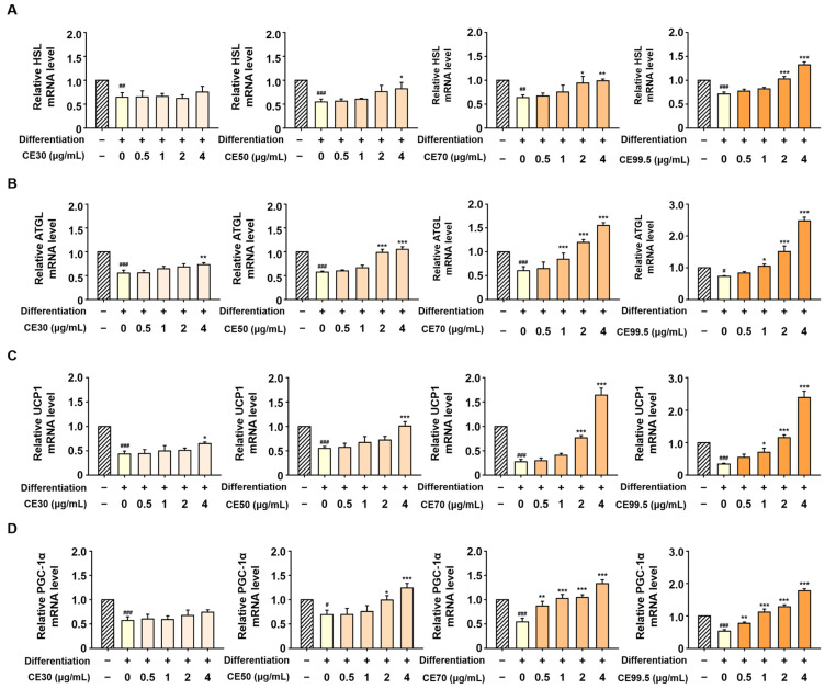 Upregulation of lipolytic and brown adipocyte-specific gene expression by CE in 3T3-L1 cells. The mRNA expression levels of (A) HSL, (B) ATGL, (C) UCP1, and (D) PGC-1α were determined via RT-qPCR. 3T3-L1 cells were treated with various concentrations of CE (0, 0.5, 1, 2, and 4 µg/mL) during differentiation. Target gene expression was normalized to that of GAPDH. Data are presented as mean ± SD (n = 3). Statistical significance: # p < 0.05, ## p < 0.01, and ### p < 0.001 vs. the control group; * p < 0.05, ** p < 0.01, and *** p < 0.001 vs. the differentiation group. Abbreviations: CE30–99.5, 30–99.5% ethanol extracts of C. sativa, respectively.
