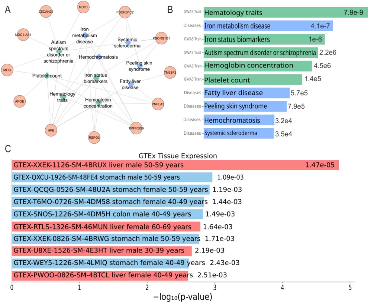 Network and tissue enrichment analysis of SNP-associated genes.(A) Network analysis of genes associated with identified SNPs, showing connections to various traits and diseases using data from the GWAS catalog and Jensen Diseases database. (B) Gene-disease network highlighting key diseases linked to the identified genes, including iron metabolism disease, fatty liver disease, peeling skin syndrome, hemochromatosis, and systemic scleroderma. (C) Tissue enrichment analysis of genes associated with SNPs, demonstrating significant expression in multiple tissues. The highest expression is observed in the liver across different demographic groups, particularly in males aged 50-59 years.
