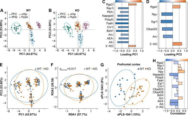 Principal component analysis (PCA) of endocannabinoids, arachidonic acid and analysed transcripts in different brain regions of stressed Arc-NAPE-PLD WT and KO mice.The PCA model was calculated using all data from WT and KO mice. After the ordination procedure, WT (A) and KO (B) animals were visualized separately to investigate differences between brain regions within each genotype. The percentage of variance explained by each dimension is indicated on the respective axis in A and B. Confidence ellipses around each brain region were drawn at the 95% level. Loadings of the original variables on the first (PC1) and second principal component (PC2) are shown in C and D, respectively. Variables with an absolute loading greater than 0.4 were considered to significantly contribute to the observed multivariate pattern. E–H Multivariate differences in endocannabinoids, arachidonic acid and mRNA levels between stressed Arc-NAPE-PLD WT and KO mice. The effect of genotype for all brain regions was investigated using PCA or RDA. G The impact of genotype on the RDA ordination was examined statistically using permutational analysis of variance. Multivariate differences between WT and KO mice in the PFC were evaluated additionally using sPLS-DA. The percentage of variance explained by each dimension is indicated on the respective axis in E–G. Confidence ellipses for each genotype were drawn at the 95% level. H Correlations of the original variables with the first multivariate dimension (sPLS-DA1).