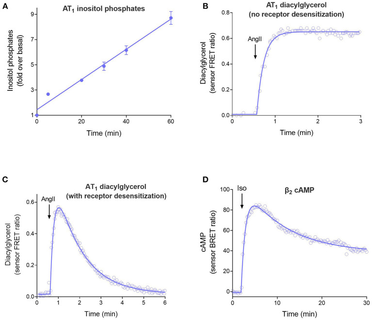 The four time course curve shapes for GPCR signaling. Almost all signaling time course data can be described by one of the four shapes shown here. The shape is determined by the regulation of signaling mechanisms in operation in the assay system (Hoare et al., 2020b). (A) Straight line time course, exemplified by inositol phosphates accumulation stimulated by angiotensinII (Ang II) via the AT1 angiotensin receptor (Kohout et al., 2001). Note there is no regulation of signaling in operation in the cells; receptor desensitization was blocked by the use of arrestin knock-out cells, and degradation of the inositol phosphates signal was blocked using LiCl. (B) Rise to steady-state curve, exemplified by AT1 receptor-stimulated diacylglycerol (DAG) production (Violin et al., 2006a). This curve results from a single regulation of signaling mechanism, in this case clearance of the DAG signal by DAG kinases. (Desensitization was blocked using a mutant receptor). (C) Rise and fall to baseline curve, exemplified by exemplified by AT1 receptor-stimulated DAG production via the wild-type receptor. This shape results when two regulation of signaling mechanisms are operative, in this case DAG degradation and receptor desensitization. (D) Rise and fall to steady-state curve, exemplified by β2 adrenoceptor-stimulated cAMP production (Thomsen et al., 2016). This mechanism results from more complex mechanisms, in this case likely involving receptor resensitization as well-desensitization (Hoare et al., 2020b).