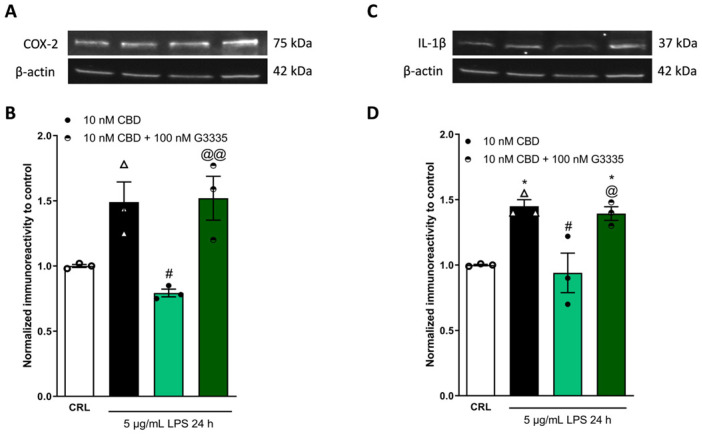 The anti-inflammatory property of CBD depends on the PPARγ receptor. Illustrative blots were created using antibodies directed against COX-2 (A), IL-1β (C), or β-actin. The quantitative analysis of immunoreactive bands (B,D) showed that the increased levels of pro-inflammatory proteins COX-2 (B) and IL-1β (D), induced on HaCaT cells by 5 µg/mL of LPS for 24 h, are reduced by 10 nM of CBD. The PPARγ antagonist G3335 blocks the anti-inflammatory effect of CBD (B,D). * p < 0.05 vs. CRL, # p < 0.05 vs. LPS, @ p < 0.05 and @@ p < 0.01 vs. CBD. (ANOVA + Tukey’s w-test). Δ represented LPS alone. ○ represented CRL alone.