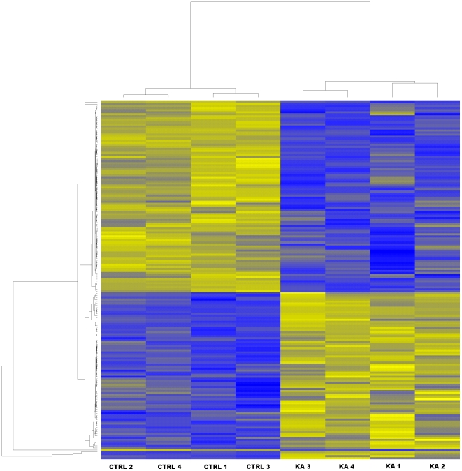 Heatmap of the samples assayed by microarrays.The figure illustrates the highest contrasts between the samples that were clustered by similarity in the gene expression levels. The control samples were clearly distinguished as a coherent group separate from the samples of KA-treated rats. Controls showed up-regulation of a specific set of genes (as indicated by yellow) in contrast to the samples of KA-treated rats presenting down-regulated levels of the same genes (as indicated by blue), while a distinct set of genes were down-regulated in the control samples, and up-regulated in the samples of KA-treated rats. The clustering of the genes (gene names omitted) is shown in the left vertical panel, and the clustering of the samples is indicated in the top horizontal panel of the figure. Abbreviations: CTRL, control rat; KA, kainic acid-treated rat.