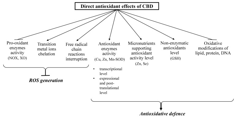Direct antioxidant effects of CBD (closed arrows indicate reducing effects; opened arrows indicate inducing action).
