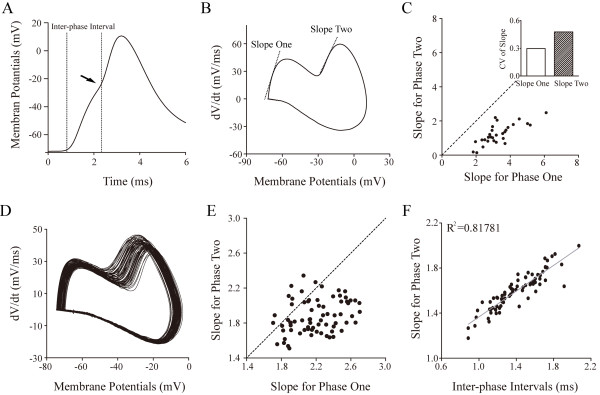 The rising slopes and threshold potentials in two AISS phases are different, in which phase two is dependent upon phase one. A) shows an expanded waveform of AISS that has a step-like upstroke with Vts one and two. B) shows a phase-plot for this expanded AISS waveform that is divided into two phases with slope one and two. C) illustrates a plot of slope two versus slope one from twenty-nine GABAergic neurons. The slope for phase one is larger than that for phase two, and CV of slope two is larger than CV of slope one (inset). There is a linear correlation between slope two and slope one (r2 = 0.58). D) illustrates phase-plot for the expanded waveforms of AISS that is divided into two phases from a neuron. E) shows a plot of slope two versus slope one from this neuron. F) illustrates a linear correlation between slope two versus inter-phase intervals (IPI) this neurons, i.e., the onset of phase two is influenced by the refractory period of phase one.