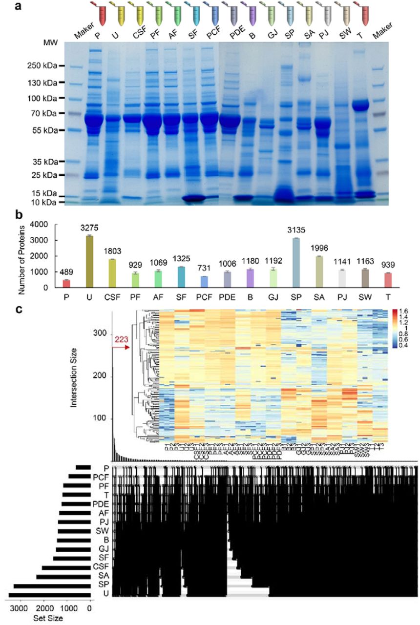Proteomic characteristics of the fifteen types of HBF samples. (a) SDS-PAGE analysis displays variations in protein expression across different HBF samples. (b) Bar chart presenting the quantified protein counts from these 15 HBF samples as determined by DIA-MS. (c) UpSet plot showing the distribution of unique proteins among these samples. Furthermore, heatmap analysis of the 223 shared proteins across the 15 HBF samples revealed significant differences in their expression levels.