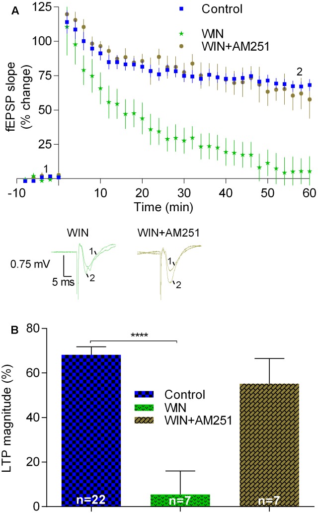LTP induced by strong-θ-burst is inhibited when CB1Rs are continuously activated. (A) Time course of the averaged fEPSP slopes, and original traces of fEPSP recordings, in control conditions (no drugs) or in the presence of 500 nM WIN (CB1R agonist), or 500 nM WIN together with 1 μM AM251. (B) Quantification of LTP magnitude under the indicated drug conditions. Data in control conditions in panels (A) and (B) are the same as shown in Figures 2A,B, but is represented in this figure to allow comparison with the drug conditions. ∗∗∗∗p < 0.0001 (F(2,33) = 10.3, one-way ANOVA with Sidak’s correction). For further details see legend to Figure 1.