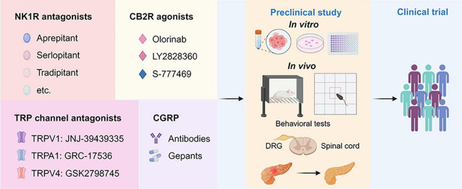 Drug discovery pipeline of potential agents for pharmaceutical treatment of AP-related pain. First, agents targeting NK1R, CB2R, TRP channels, and CGRP with translational potential are presented in the panels. Second, the promising agents will undergo comprehensive screening for efficacy and toxicity using in vitro assays and in vivo animal models for AP. This includes behavioral tests such as the von Frey test and open filed test to assess pain-related behaviors. Additionally, histological and biochemical parameters evaluating the severity of AP will be examined. Finally, one or two drugs with the best efficacy and safety profiles will advance to the clinical trial stage. NK1R, neurokinin 1-receptor; CGRP, calcitonin-gene-related peptide; TRPV1, transient receptor potential vanilloid 1; TRPA1, transient receptor potential ankyrin 1; TRPV4, transient receptor potential vanilloid 1; CB2R, cannabinoid receptor 2; DRG, dorsal root ganglion; PACs, pancreatic acinar cells.