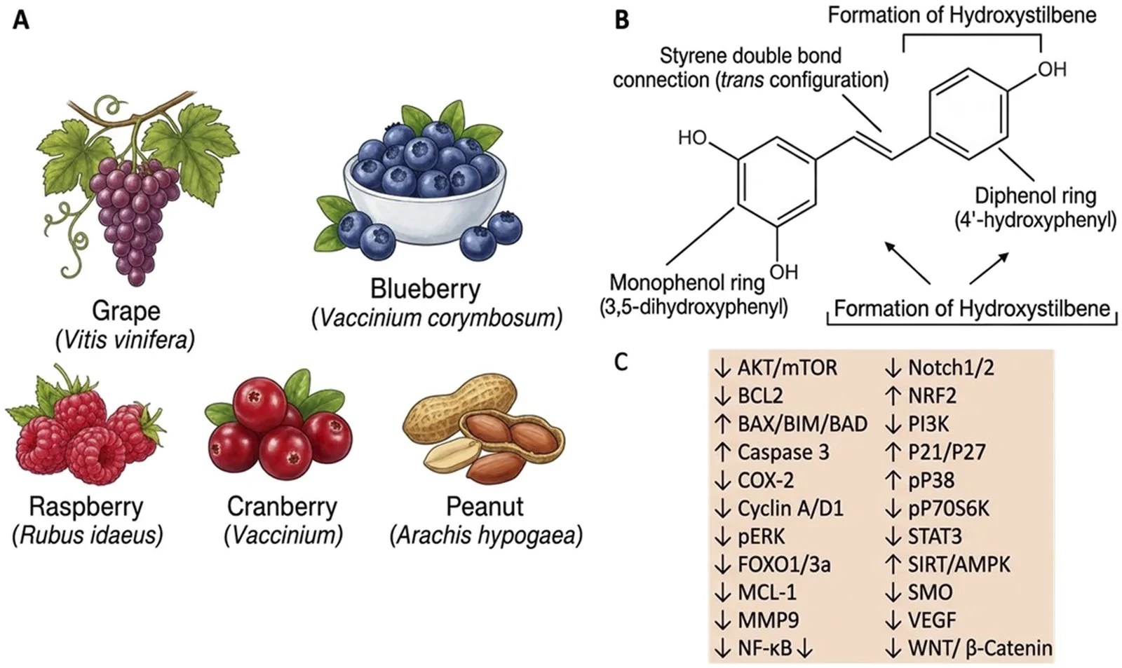 Panel A contains illustrations of grape, blueberry, raspberry, cranberry, and peanut with their scientific names. Panel B shows a chemical structure of hydroxystilbene, detailing monophanol and diphenol rings with labeled functional groups. Panel C displays a list of molecular targets, each marked with up or down arrows indicating increase or decrease, such as AKT/mTOR, BCL2, PI3K, VEGF, and WNT/β-Catenin.