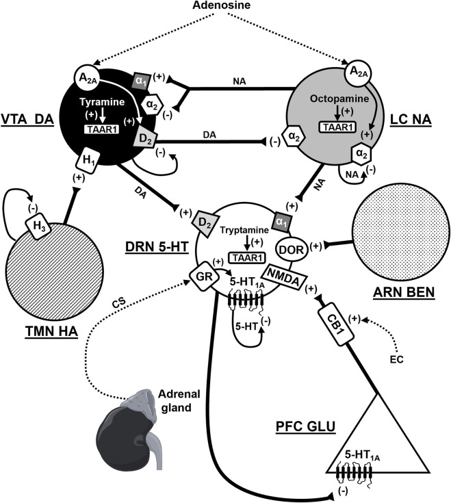 Functional interactions between monoamines and other signaling biomolecules. VTA DA, ventral tegmental area dopamine neuron, LC NA, locus coeruleus noradrenaline neuron, TMN HA, tuberomammillary nucleus histamine neuron, DRN 5-HT, dorsal raphe nucleus serotonin (5-HT) neuron, ARN BEN, arcuate nucleus β-endorphin neuron, PFC GLU, prefrontal cortex glutamate neuron, A2A, adenosine-2A receptor, D2, dopamine-2 receptor, α1/2-alpha-1/2 adrenoceptor, H1/3-histamine-1/3 receptor, 5-HT1A, serotonin-1A receptor, DOR-δ-opioid receptor, GR, glucocorticoid receptor, NMDA, N-methyl-D-aspartate glutamate receptor, CB1, cannabinoid-1 receptor, TAAR1, trace amine associated receptor 1, CS, corticosteroids, EC, endocannabinoids, +, stimulatory effect, -, inhibitory effect. According to (El Mansari et al., 2010; Dremencov et al., 2017; Liu et al., 2024; Flik et al., 2015; Zhao et al.; Dremencov et al., 2022; Dremencov et al., 2023).