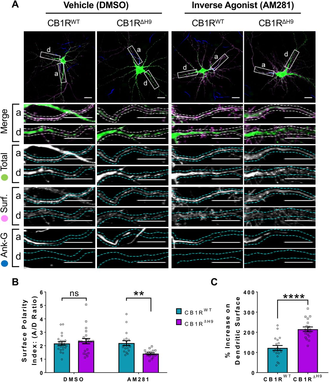 The role of H9 in polarity is revealed in the presence of inverse agonist.A) Representative confocal images of DIV 14 hippocampal neurons expressing EGFP-CB1RWT or EGFP-CB1RΔH9 and treated with vehicle (0.2% DMSO) or CB1R inverse agonist (10μM AM281) for 3 hours. Upper panels for each condition show whole cell field of view and lower panels are enlargements of axonal (a) and dendritic (d) ROIs. Green = total; magenta = surface; blue = axon marker (Ankyrin-G). Merge: surface to total seen as white. B) Quantification of data shown in (A) presented as the surface polarity index (A/D ratio). In the presence of inverse agonist, but not vehicle, EGFP-CB1RΔH9 was significantly less axonally polarised than EGFP-CB1RWT. Two-way ANOVA with Sidak’s post hoc test. N = three independent experiments; n = 18-22 neurons per condition. (DMSO, WT vs. ΔH9: 2.17 ± 0.135 vs. 2.34 ± 0.196; N = 3, n = 22 vs. N = 3, n = 22; nsp = 0.9605. AM281, WT vs. ΔH9: 2.2 ± 0.18 vs. 1.41 ± 0.0649; N = 3, n = 19 vs. N = 3, n = 18; **p = 0.0067). C) Quantification of data represented in (A). Significantly more EGFP-CB1RΔH9 than EGFP-CB1RWT relocated to the surface of dendrites after inverse agonist application. The surface mean fluorescence was first normalised to the total mean fluorescence for each ROI, then to the average DMSO value within a condition (set to 100%). Unpaired t-test. N = three independent experiments; n = 18-19 neurons per condition. (WT vs. ΔH9: 122 ± 12.2 vs. 215 ± 11.3; N = 3, n = 19 vs. N = 3, n = 18; ****p < 0.0001).
