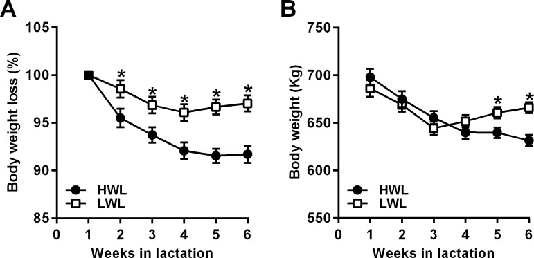 Percentage of BW compared to week 1 postpartum (A) and the average BW (B) in HWL and LWL dairy cows. Cows were categorized either as high-weight loss (HWL, n = 9) or low-weight loss (LWL, n = 9), based on the percentage of BW loss between week 1 and 5 postpartum. Weekly averages of the percentage of BW compared to week 1 postpartum (A), and weekly averages of BW (B) are presented ± SEM. *P<0.05 in HWL compared to LWL; +P<0.1 in HWL compared to LWL cows.
