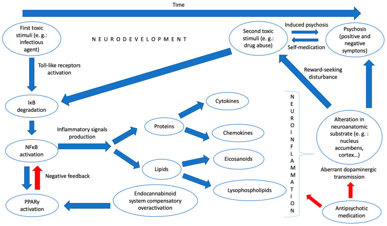 For psychosis to occur, at least two toxic environmental stimuli are necessary. Between them, an anomalous neurodevelopment is generated that confers a shared vulnerability to both drug abuse and psychotic disorders. One of the causes of this abnormal neurodevelopment is a neuroinflammatory state that has its origin in the degradation of the inhibitor complex κB (IκB), which causes the translocation to the cell nucleus of nuclear factor κB (NFκB) and the activation of a series of inflammatory signals (cytokines, chemokines, eicosanoids and lysophospholipids). There would also be an overactivation of the endocannabinoid system that would fail in its attempt to curb this pro-inflammatory state. Finally, an alteration in certain neuroanatomical substrates (nucleus accumbens, cerebral cortex…) would end up generating an aberrant dopaminergic transmission and would ultimately be responsible for both the reward-seeking disturbance observed in substance use disorders and the positive and negative symptoms of psychosis. Antipsychotic drugs would act by modifying this dopaminergic transmission and by slowing down neuroinflammation. In addition, drug abuse and psychosis would also be interrelated through the hypotheses of self-medication and the possibility of the appearance of induced disorders. The red arrows indicate a brake on the next step.