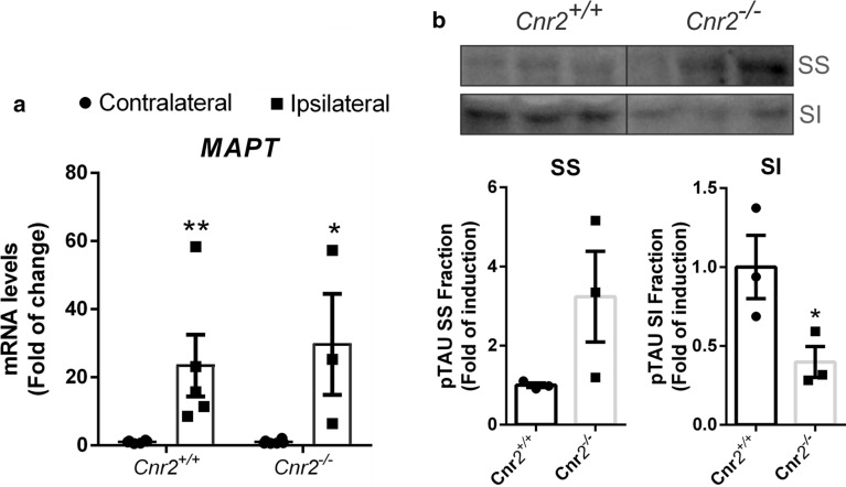 TAU-SI levels are reduced in Cnr2−/− mice. a qRT-PCR determination of mRNA levels of MAPT. b Ipsilateral hippocampal tissue obtained from Cnr2+/+ and Cnr2−/− AAV-hTAUP301L injected mice were separated into SS and SI fractions. Levels of p-TAU-AT8 were analysed in by immunoblotting and their respective protein quantifications. n = 3 samples per experimental group ± SEM. Asterisks show significant differences with **p < 0.01 comparing each group according to a Student’s t-test